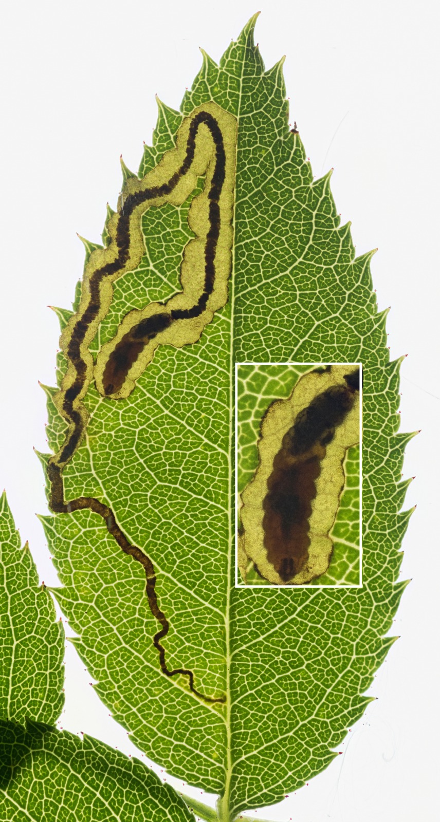 Stigmella anomalella - Glossop - 14th Sept 2025 - Christian Heintzen