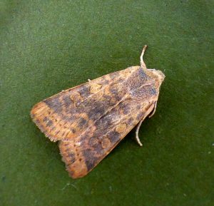 Dusky-lemon Sallow - 5th October 2025 - Findern - Brian Hallam