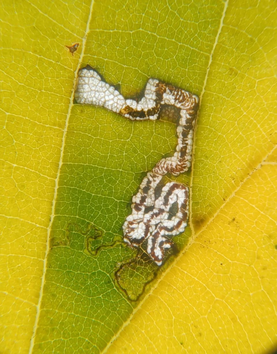 Stigmella tiliae - 22nd Oct 2025 - Sunnydale LNR, Derby - Andrew-John Shervill - easy to spot in the "islands of green"