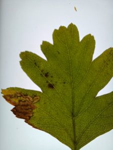 Stigmella oxyacanthella - 29th October 2025 - mine on Crataegus (Hawthorn) at Sunnydale LNR . Identified on British Leafminers FB - Rob Edmunds.