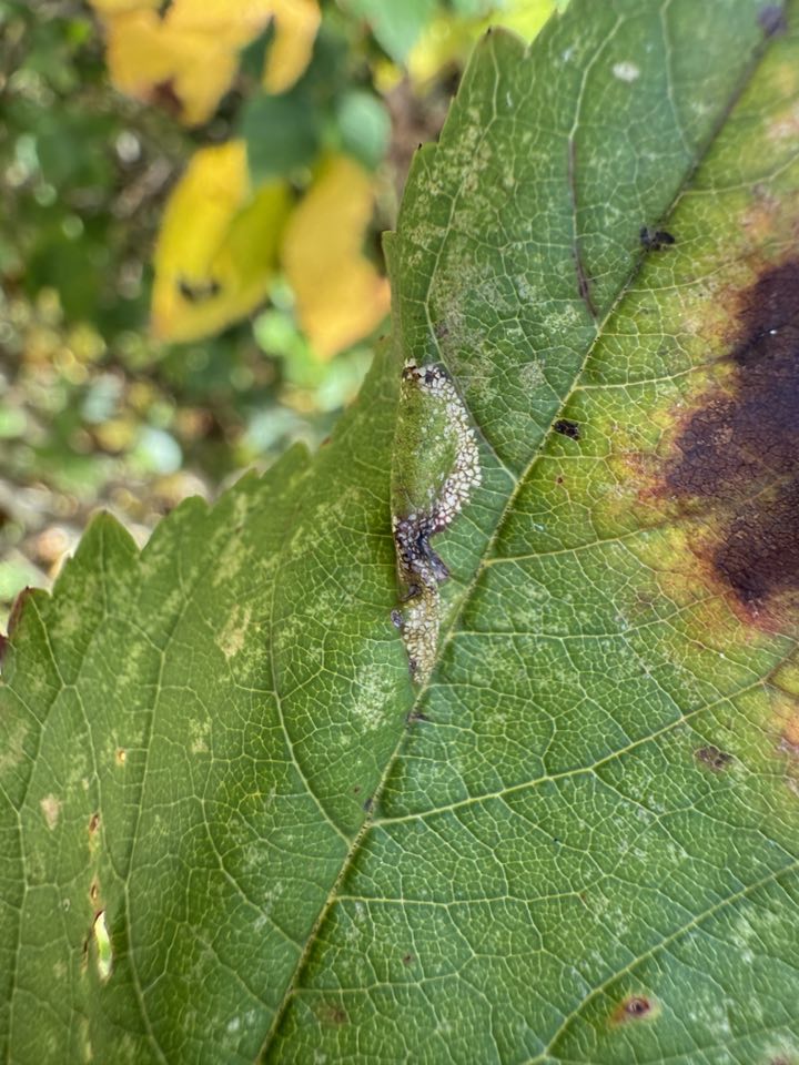 Rowan Leaf-miner