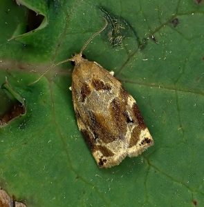 Archips xylosteana - 2nd July 2021 - Calke Park -Graham Finch