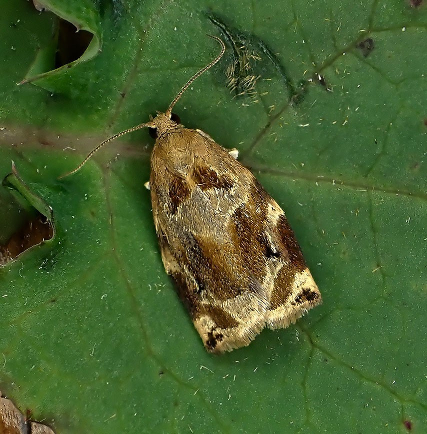 Archips xylosteana - 2nd July 2021 - Calke Park -Graham Finch