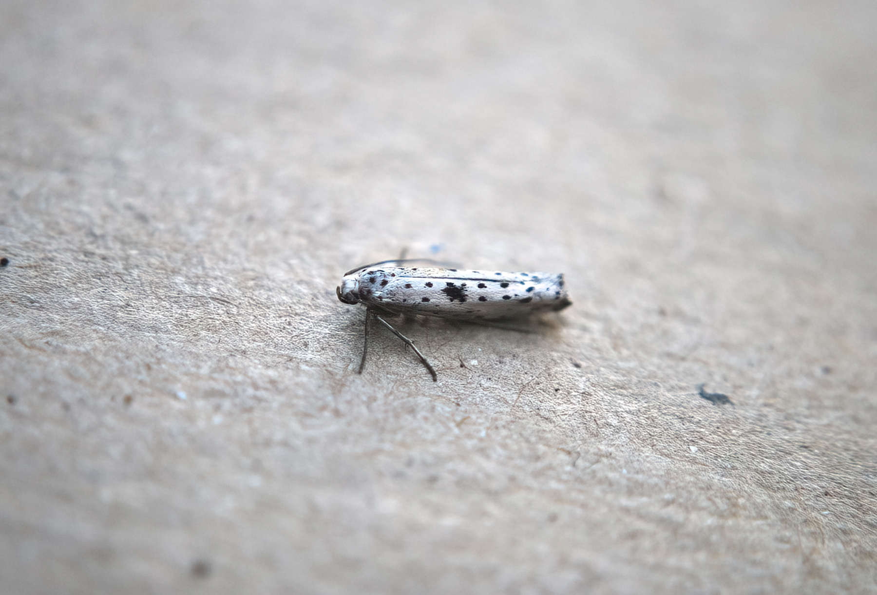 Black-tipped Ermine