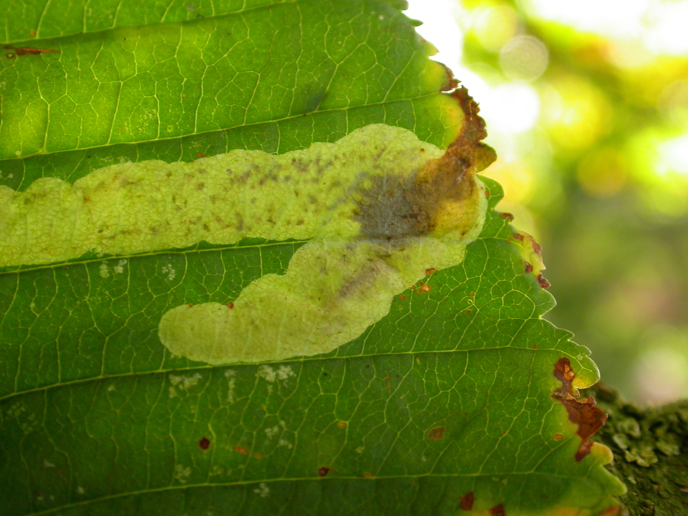 Cameraria ohridella - Steve Orridge