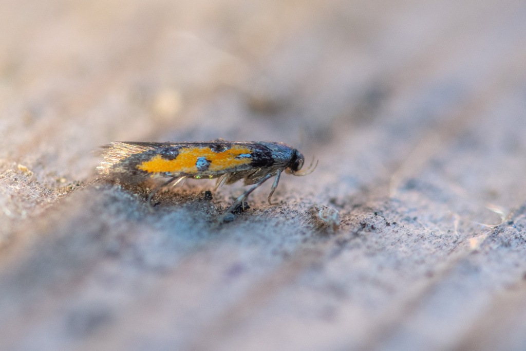 Chrysoclista linneella - 26th July 2021 - Chaddesden, Derby - Neil Loverock - 1st record since 1863