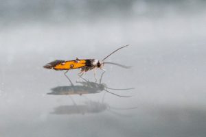 Chrysoclista linneella - 10th Aug 2022 - Chaddesden, Derby - Neil Loverock