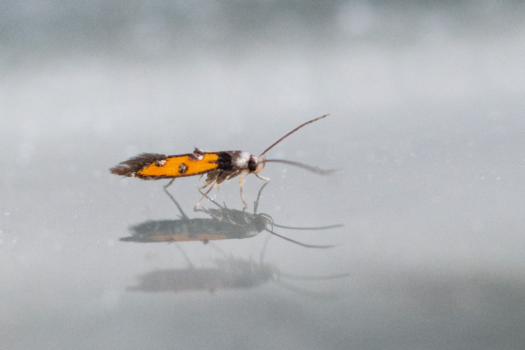 Chrysoclista linneella - 10th Aug 2022 - Chaddesden, Derby - Neil Loverock 