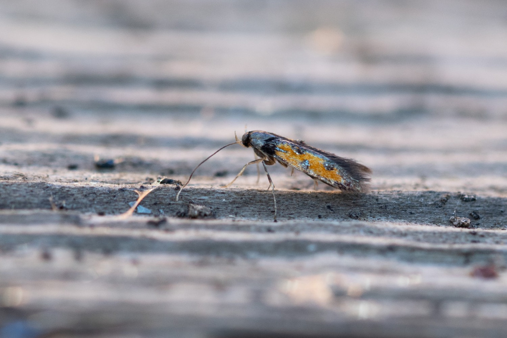 Chrysoclista linneella - 26th July 2021 - Chaddesden, Derby - Neil Loverock - 1st record since 1863
