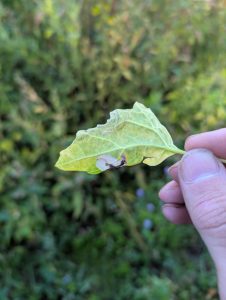 35.036 BF747Chrysoesthia sexguttellaOrange-spotted Miner