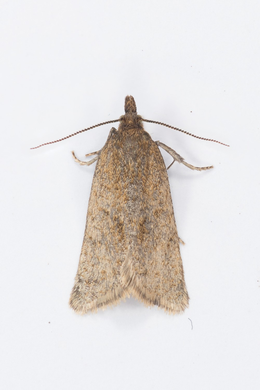 Tawny Tortrix