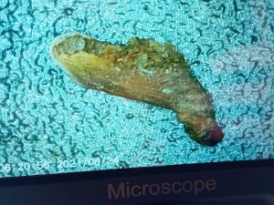 Coleophora violacea - 22nd Oct 2025 - Markham Vale North Tip - Mark Radford