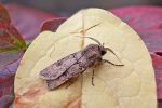 Moth Trap 30th September 2025