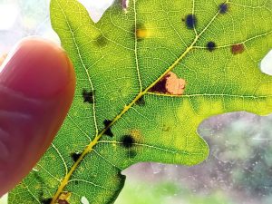 Ectoedemia albifasciella - 30th September 2025 - Markham Vale South Tip - Mark Radford
