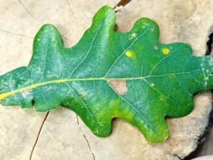 Ectoedemia albifasciella - 30th September 2025 - Markham Vale South Tip - Mark Radford