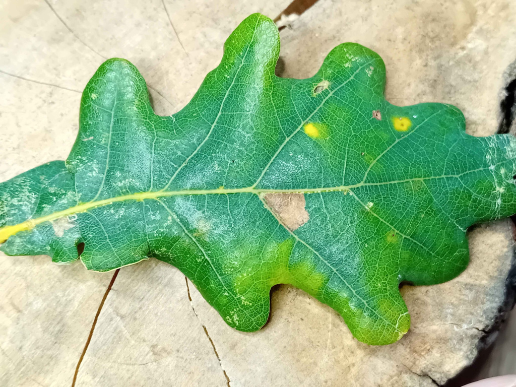 Ectoedemia albifasciella - 30th September 2025 - Markham Vale South Tip - Mark Radford