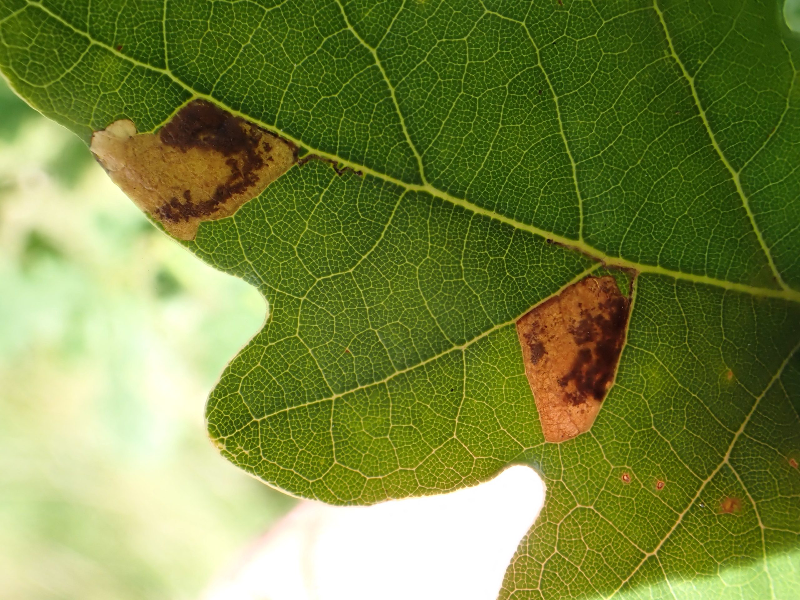 Ectoedemia albifasciella on Quercus - Steve Orridge