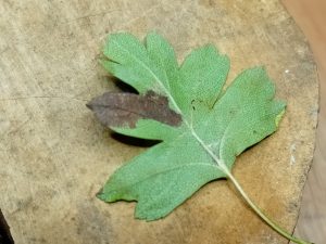 Ectoedemia atricolis - 24th Oct 2025 - Markham Vale - Mark Radford