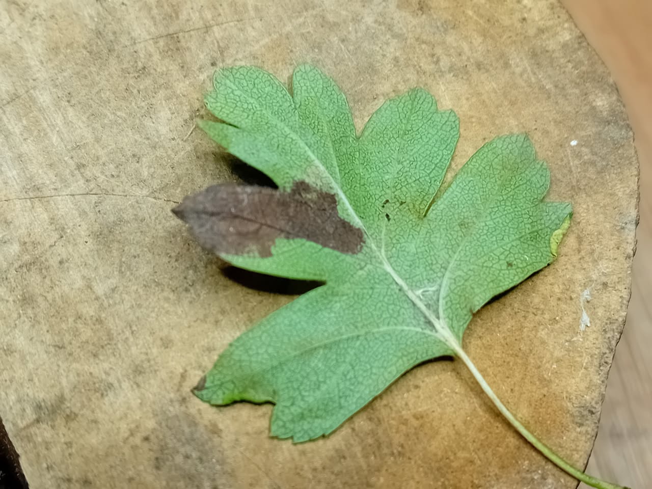 Ectoedemia atricolis - 24th Oct 2025 - Markham Vale - Mark Radford