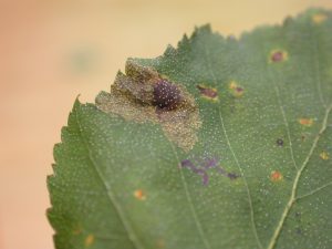 Ectoedemia occultella - on Betula - Steve Orridge