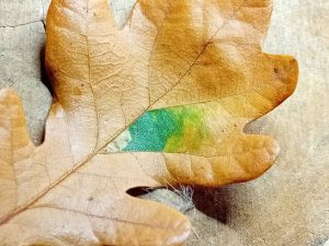 Ectoedemia subbimaculella - 27th Oct 2025 - Markham Vale North Tip - Mark Radford