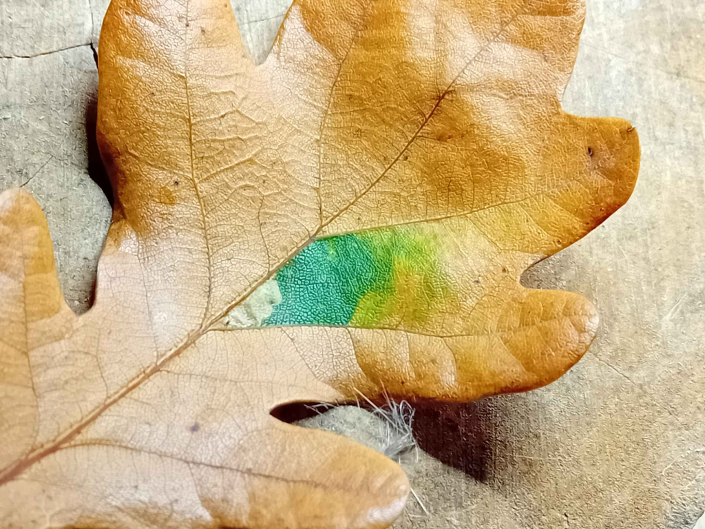 Broken-barred Oak Dot