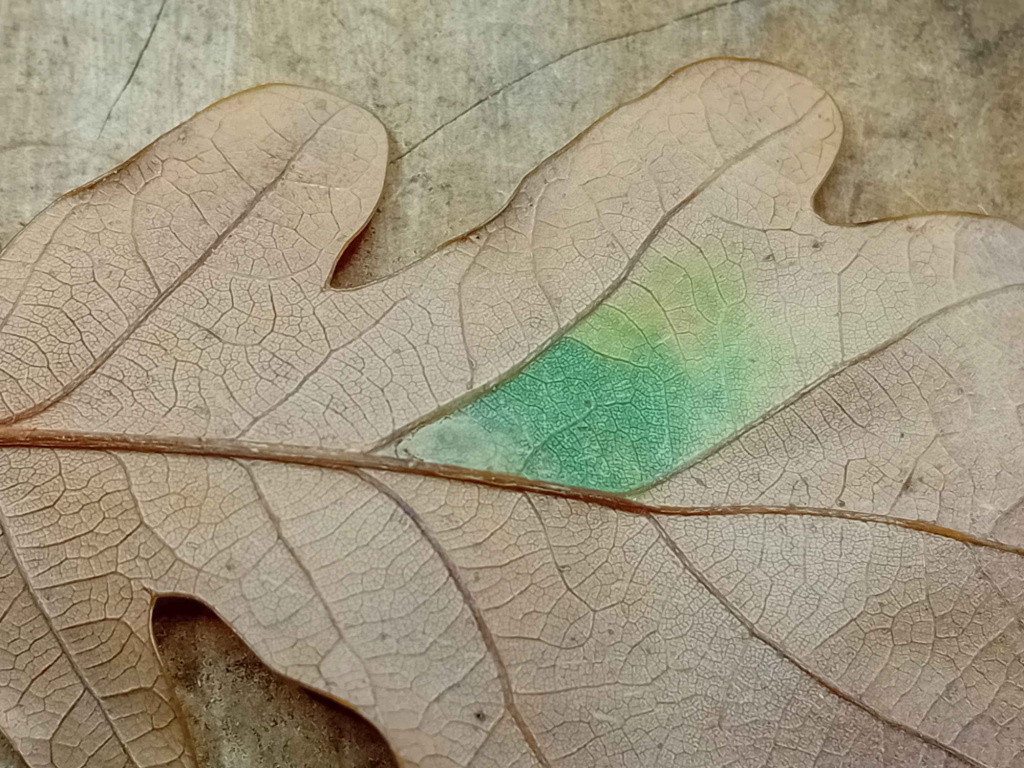 Ectoedemia subbimaculella - 27th Oct 2025 - Markham Vale North Tip - Mark Radford