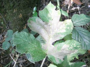 Epermenia chaerophyllella - 31st Aug 2024 - Lower Gamesley - Steve Hind Steve Hind