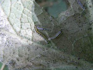 Epermenia chaerophyllella - 31st Aug 2024 - Lower Gamesley - Steve Hind Steve Hind