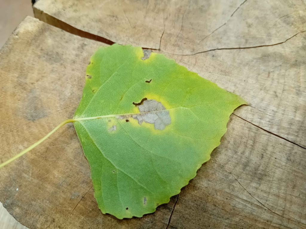 Gypsonoma oppressana - 22nd Oct 2025 - Markham Vale- Mark Radford