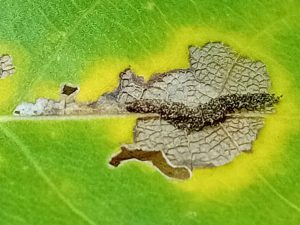 Gypsonoma oppressana - 22nd Oct 2025 - Markham Vale- Mark Radford