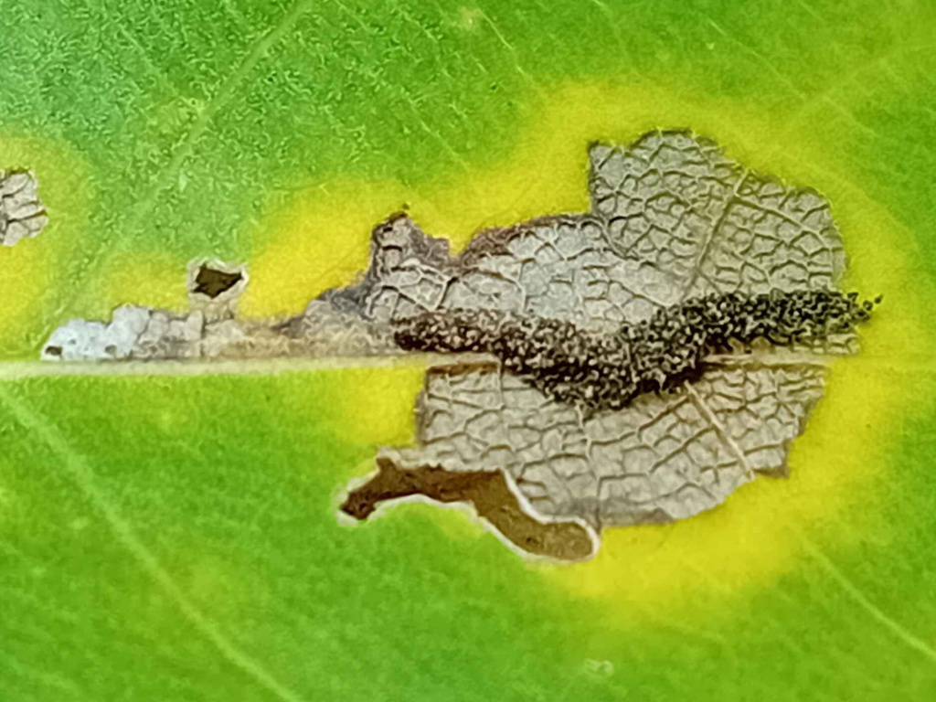 Gypsonoma oppressana - 22nd Oct 2025 - Markham Vale- Mark Radford