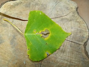 Gypsonoma oppressana - 22nd Oct 2025 - Markham Vale- Mark Radford 