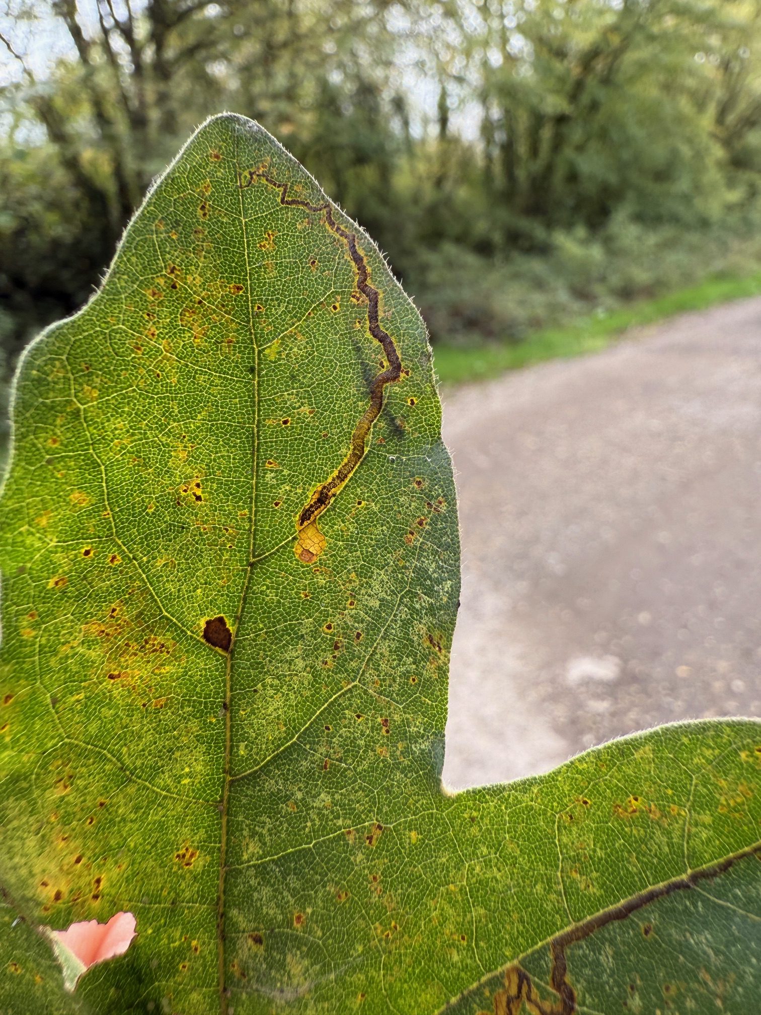 Stigmella aceris - 11th Oct 2025 - Willington Wetlands - Tony Davison