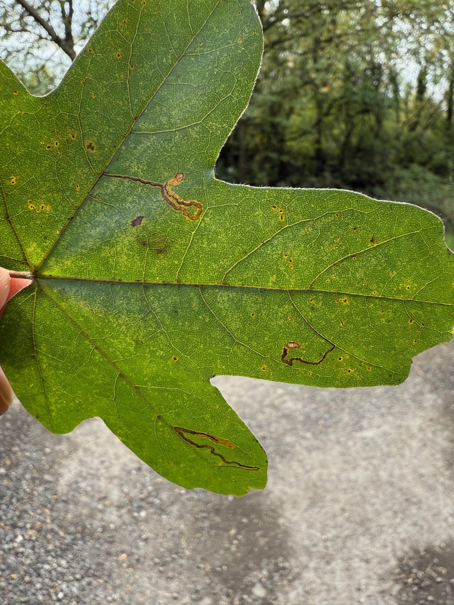 Stigmella aceris - 11th Oct 2025 - Willington Wetlands - Tony Davison