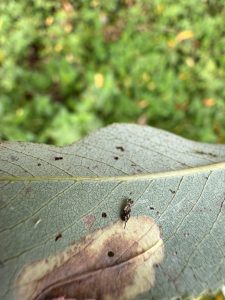 Phyllonorycter pastorella showing exuviae -11th October 2025 - Willington Wetlands - Tony Davison