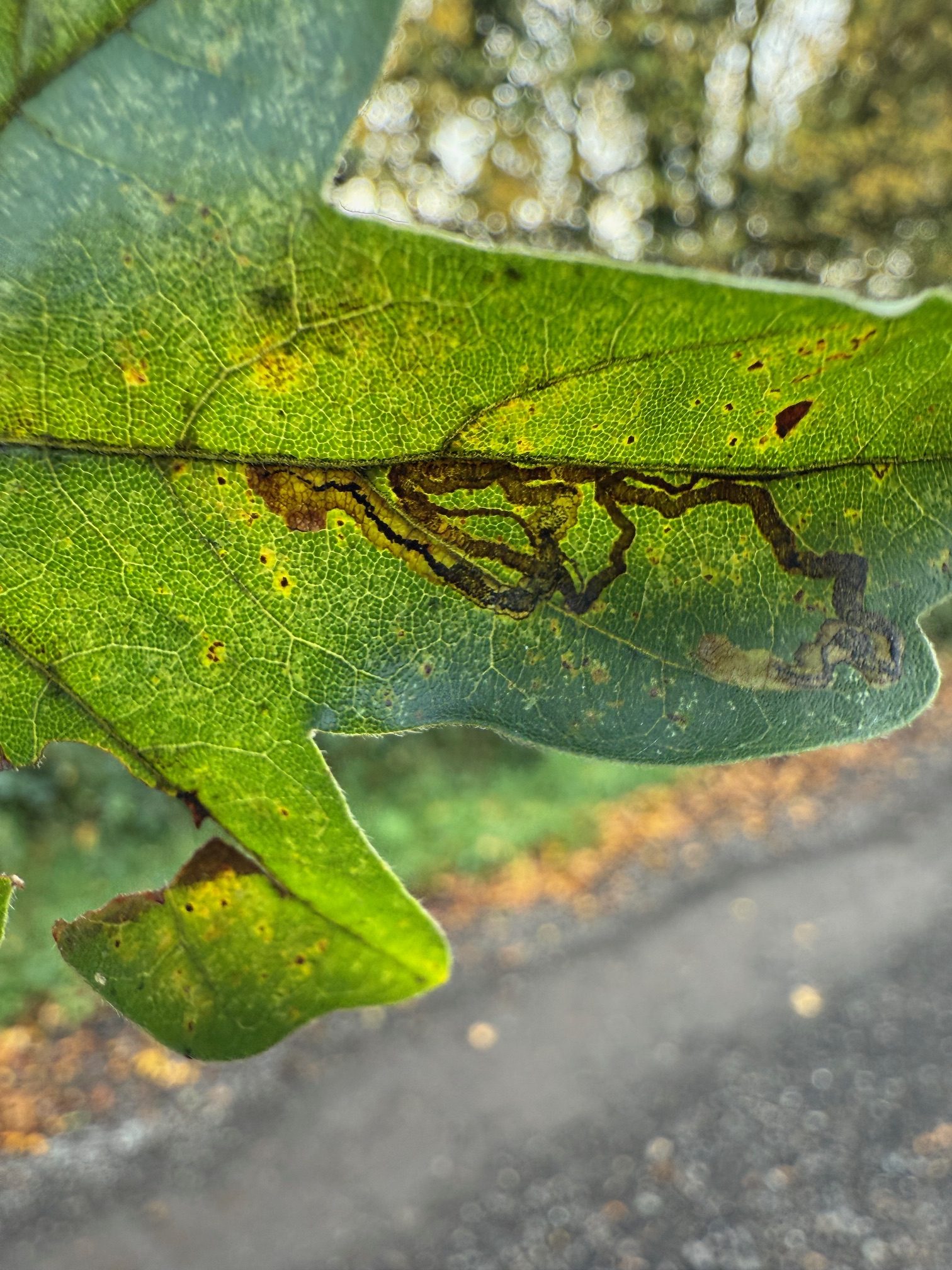Stigmella aceris - 22nd Oct 2025 - Willington Wetlands - Tony Davison