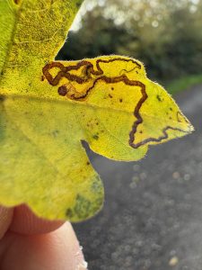 Stigmella aceris - 22nd Oct 2025 - Willington Wetlands - Tony Davison