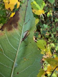 Phyllonorycter sorbi - 28th Oct 2025 - Staunton Harold Reservoir - Tony Davison