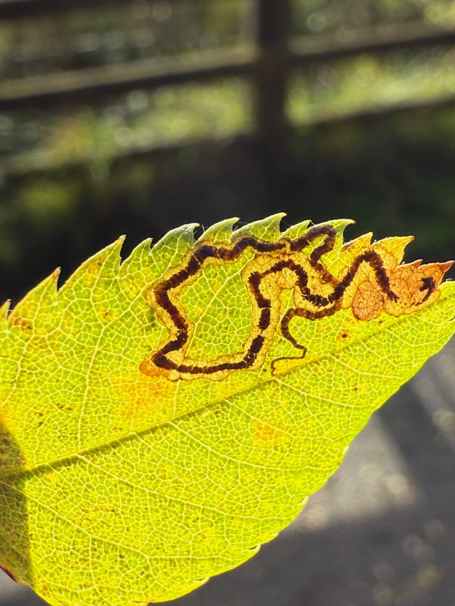 Stigmella anomalella - 28th Oct 2025 - Staunton Harold Reservoir - Tony Davison