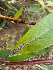 Phyllocnistis saligna complex - 28th Oct 2025 - Staunton Harold Reservoir - Tony Davison