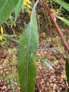 Phyllocnistis saligna complex - 28th Oct 2025 - Staunton Harold Reservoir - Tony Davison