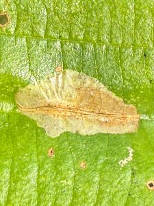 Phyllonorycter stettinensis - 28th Oct 2025 - Staunton Harold Reservoir - Tony Davison