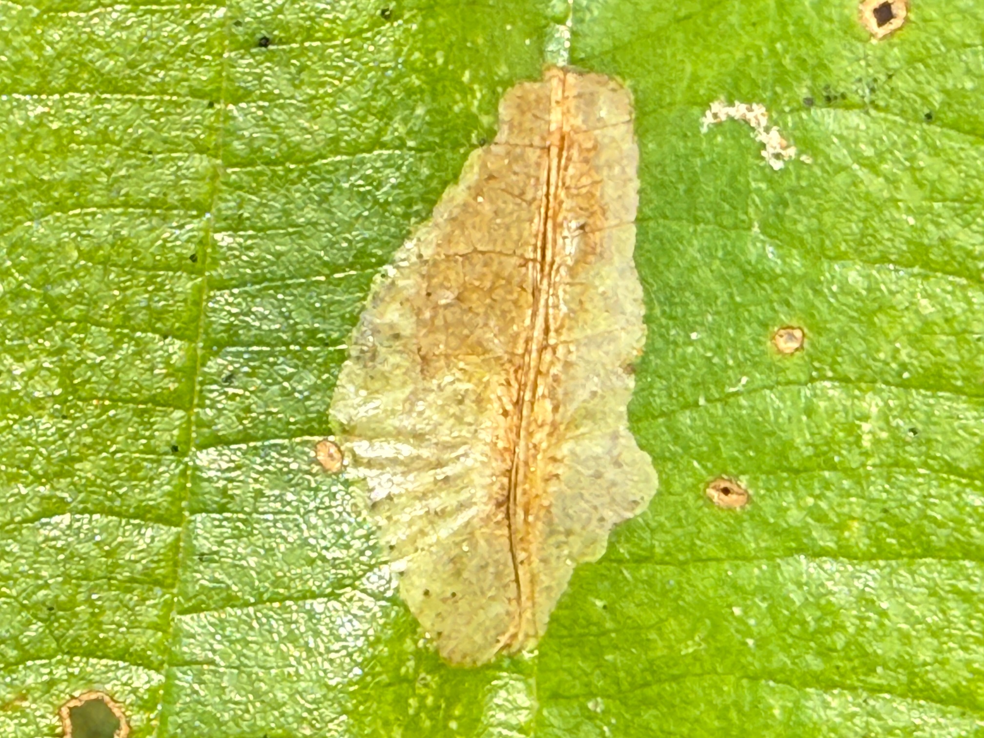 Lesser Alder Leaf-miner