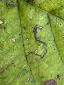 Bucculatrix cidarella - 28th Oct 2025 - On Alder - Staunton Harold Reservoir - Tony Davison