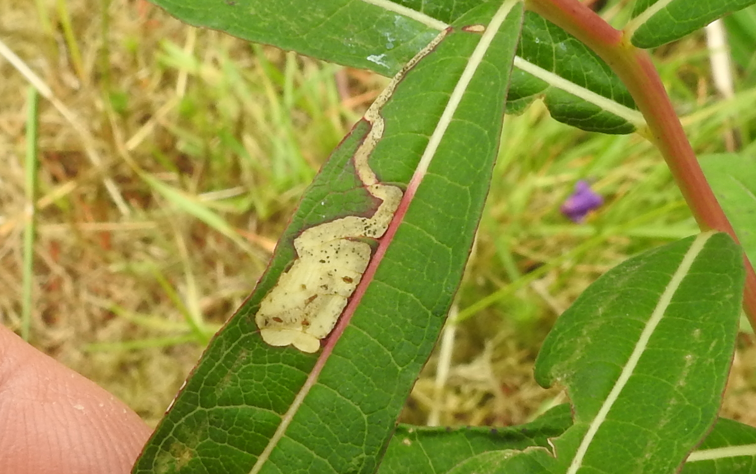 Mompha raschkiella on Rosebay Willowherb - Steve Orridge