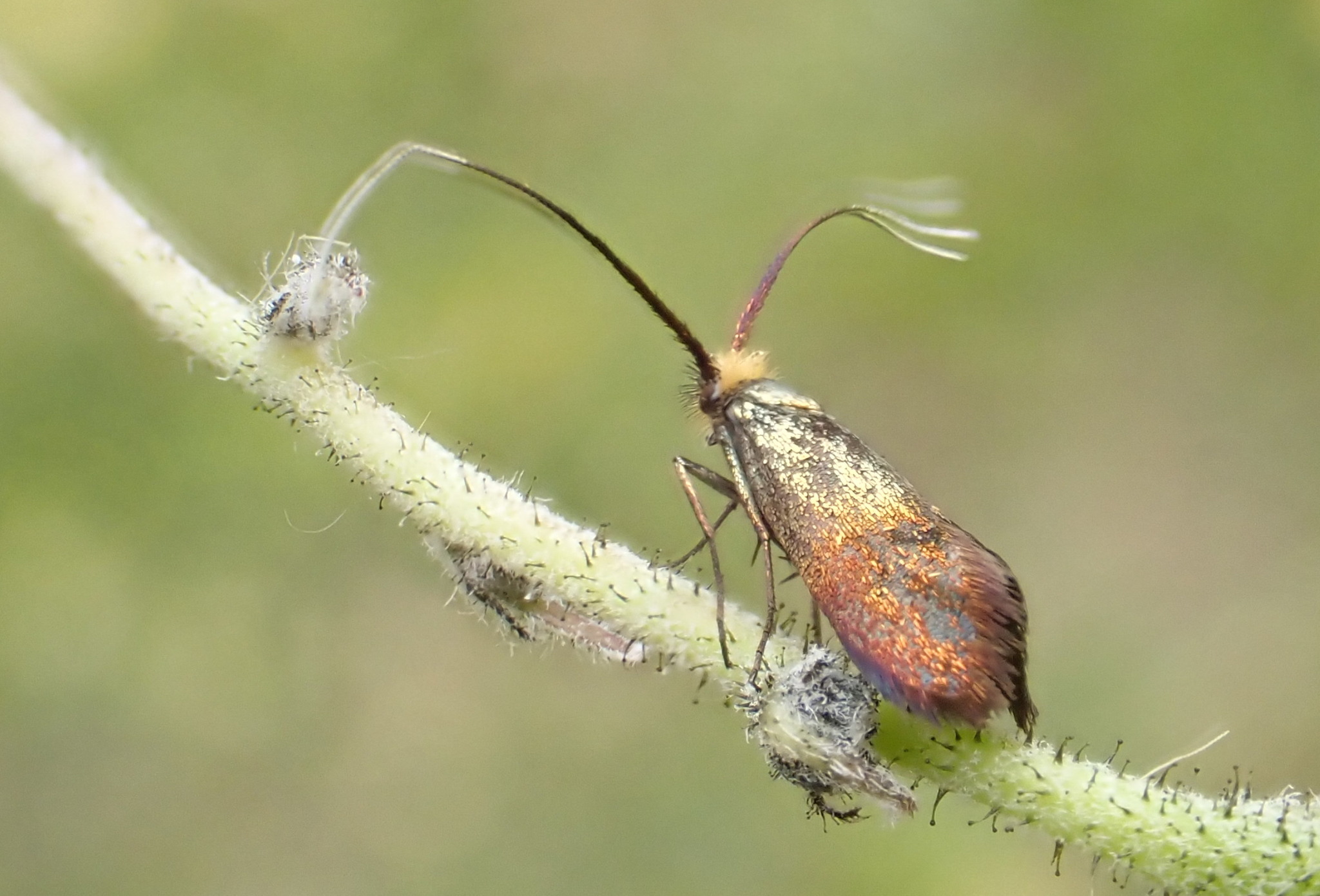 Nemophora cupriacella - 13th July 2024 - Pleasley - Steve Orridge