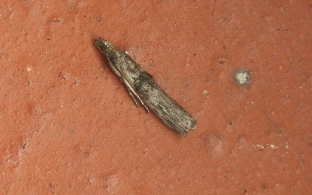 Nephopterix angustella - 18th August 2025 - Hathersage - Alan Kydd.