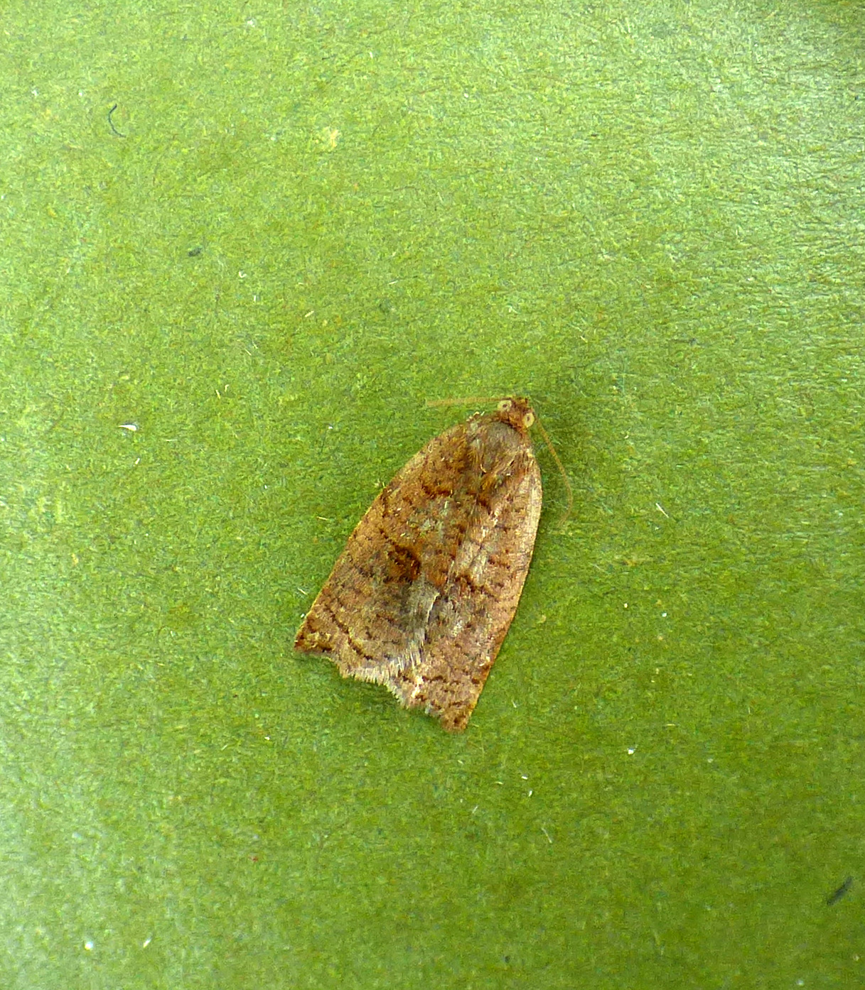 Archips rosana - female  - 23rd June 2024 - Findern - Brian Hallam