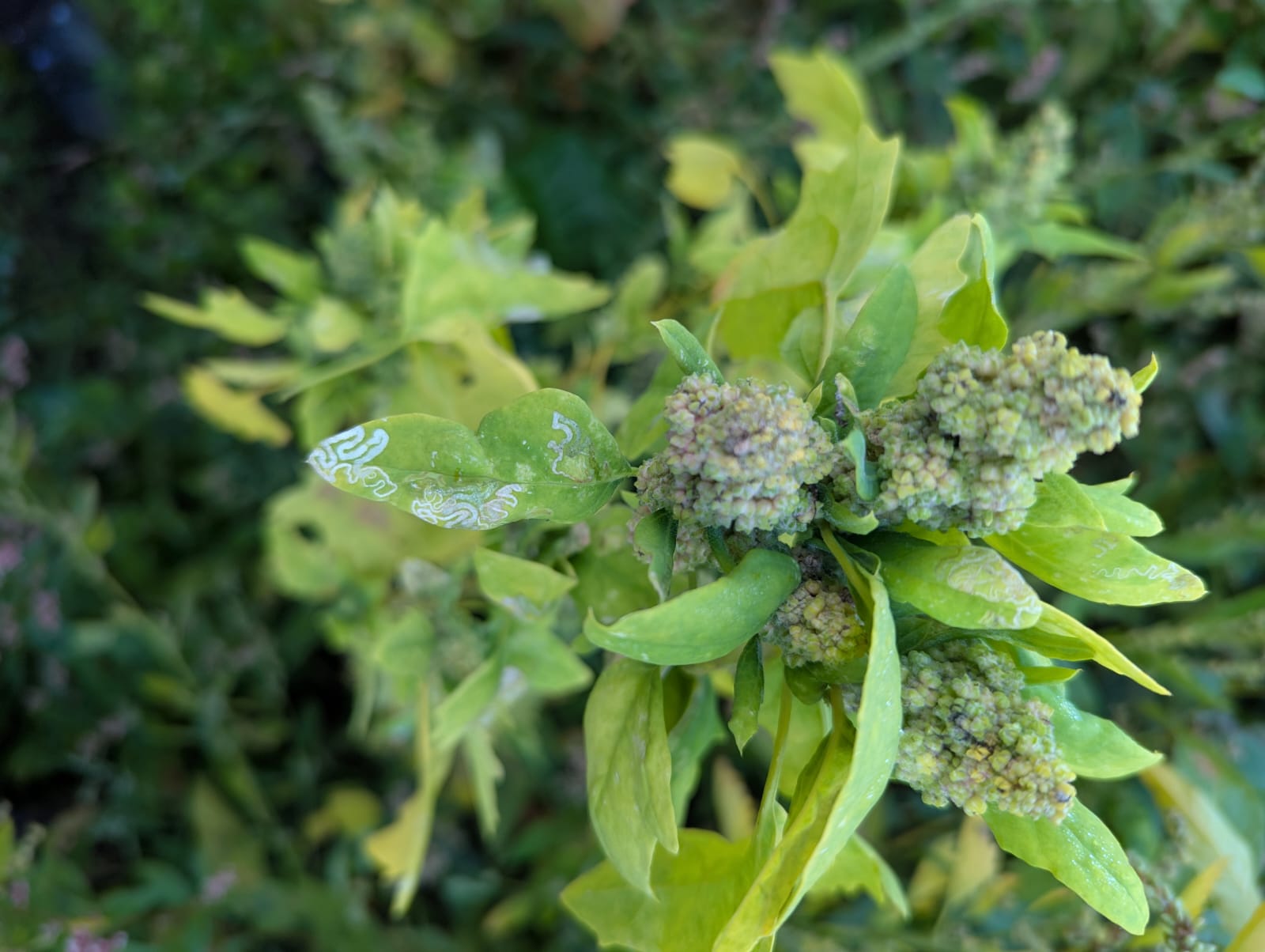 Chrysoesthia sexguttella - 30th Sept 2025 - Kings Newton - Will Soar